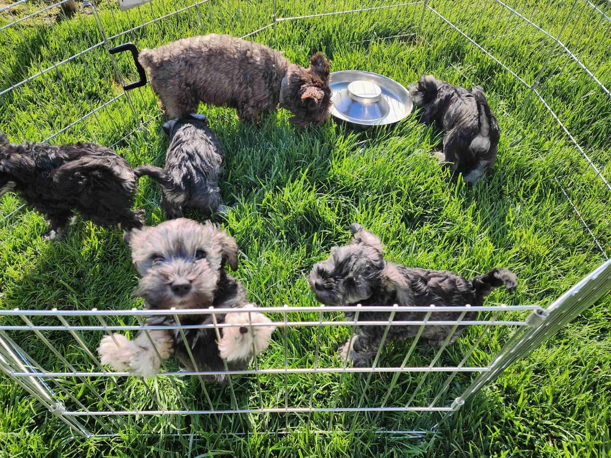 AkC Champion Bloodlines mini schnauzer puppies breeder image 5