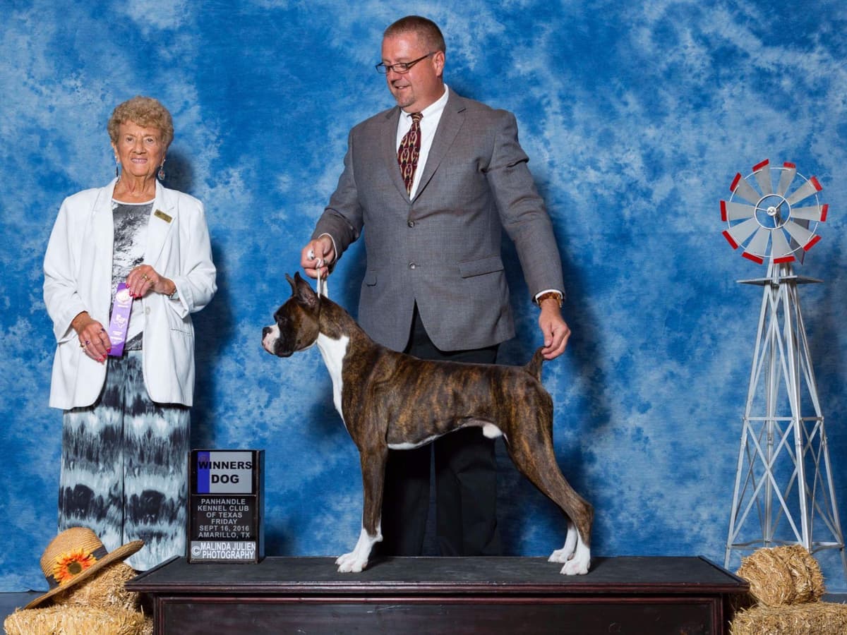 AKC Champion Litter breeder image 8