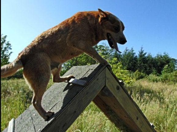 Australian Cattle Dog Puppies breeder image 13