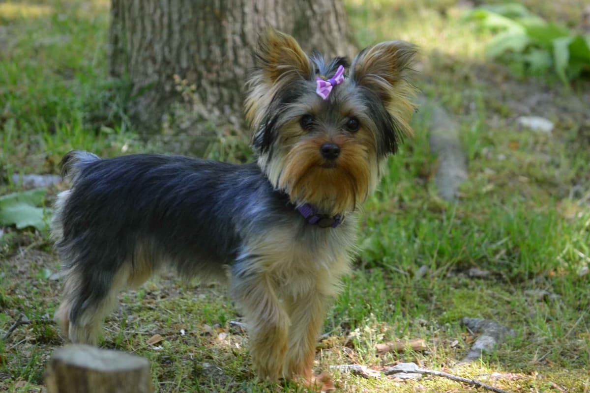 Yorkshire Terrier Puppies breeder image 20