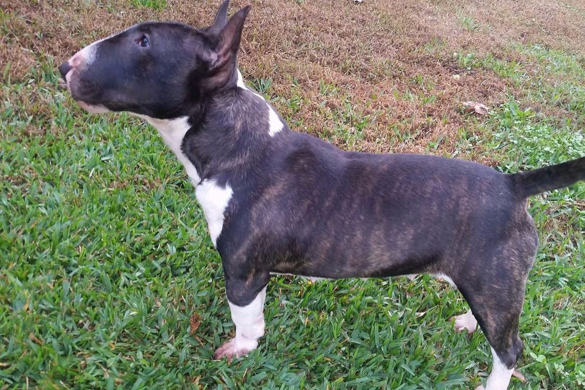 Miniature Bull Terrier Puppies breeder image 7