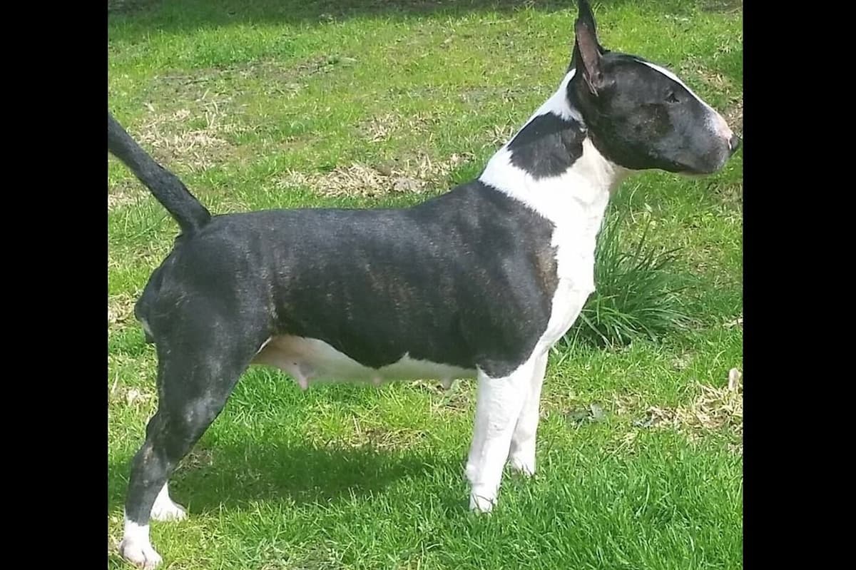 Miniature Bull Terrier Puppies breeder image 16