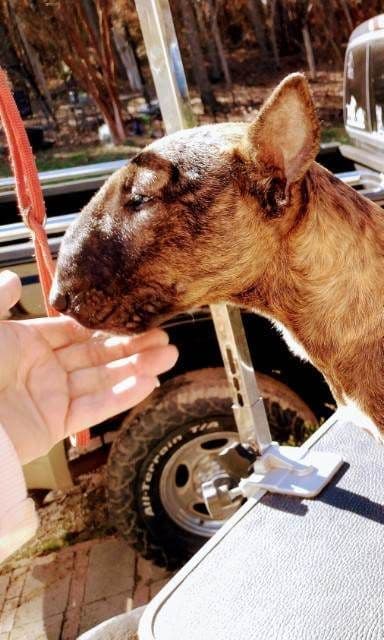 Miniature Bull Terrier Puppies breeder image 18