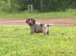GERMAN SHORTHAIRED POINTER PUPPIES breeder image 14