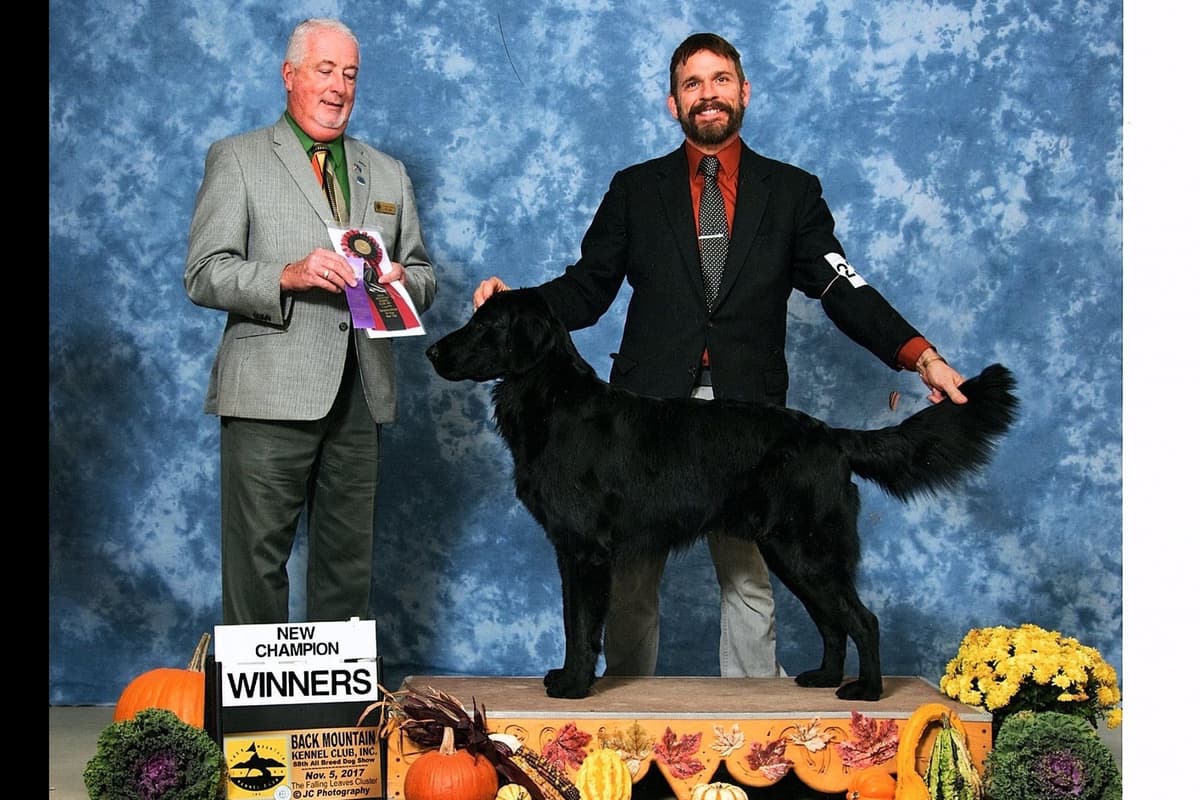 Flat-Coated Retriever Puppies breeder image 2