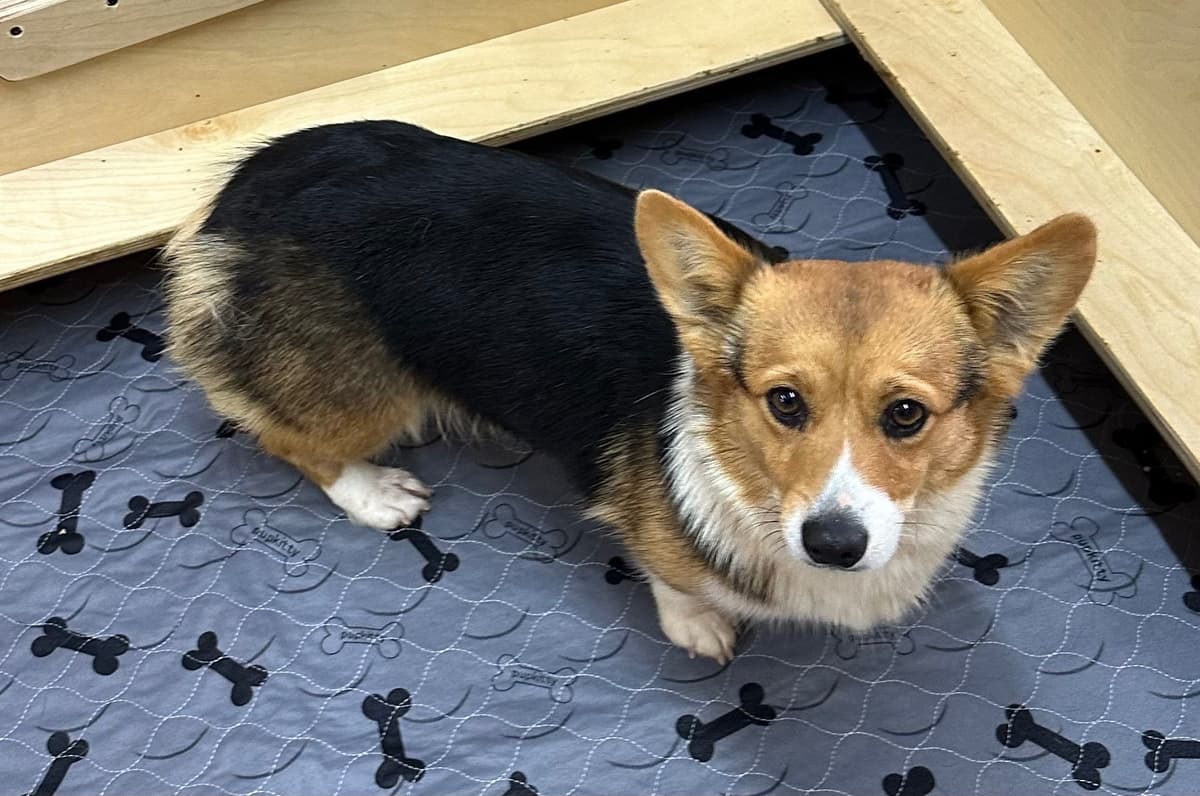 Pembroke Welsh Corgi Puppies breeder image 23