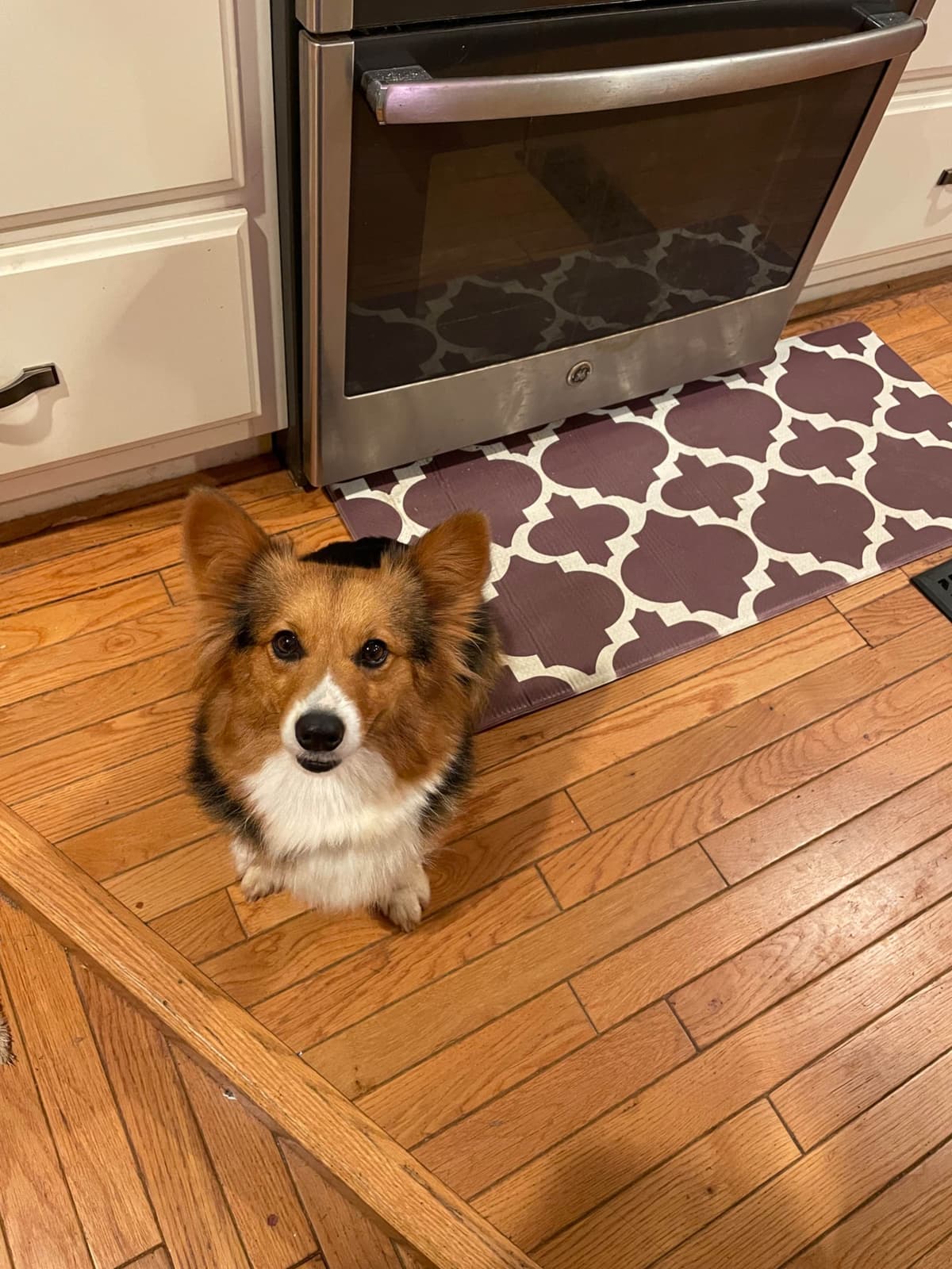 Pembroke Welsh Corgi Puppies breeder image 27