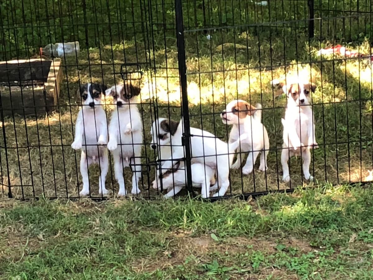 Parson Russell Terrier Puppies breeder image 6