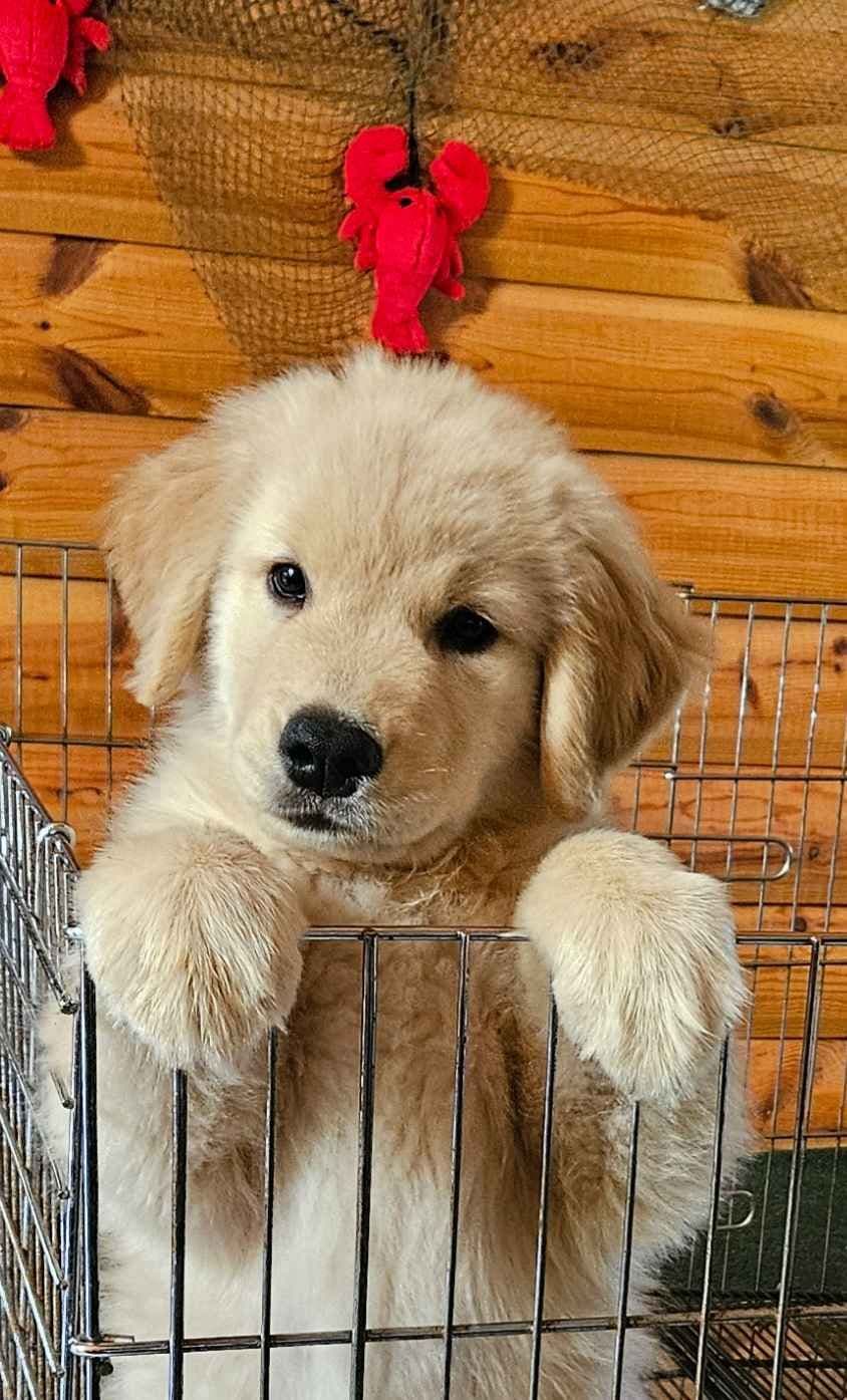 Golden Retriever Puppies breeder image 11