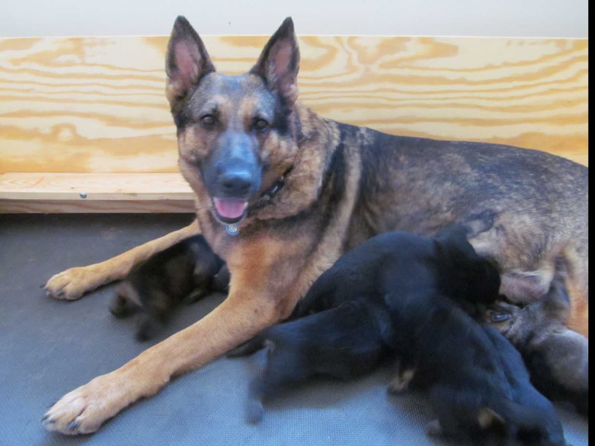 German Shepherd Dog Puppies Working Lines breeder image 34