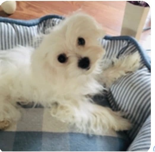 Champion line Maltese Puppies breeder image 3