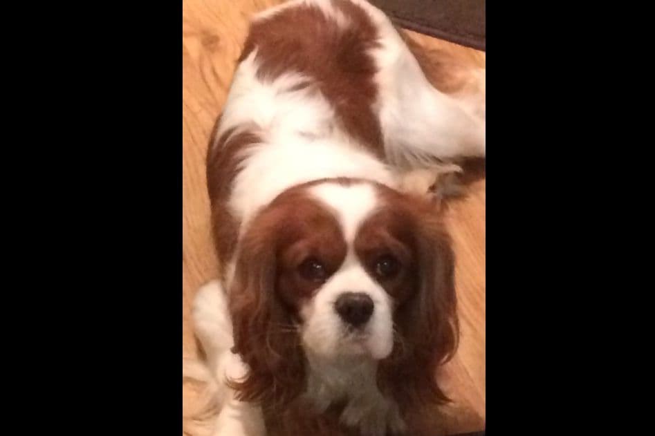 Cavalier King Charles Spaniel Puppies breeder image 2