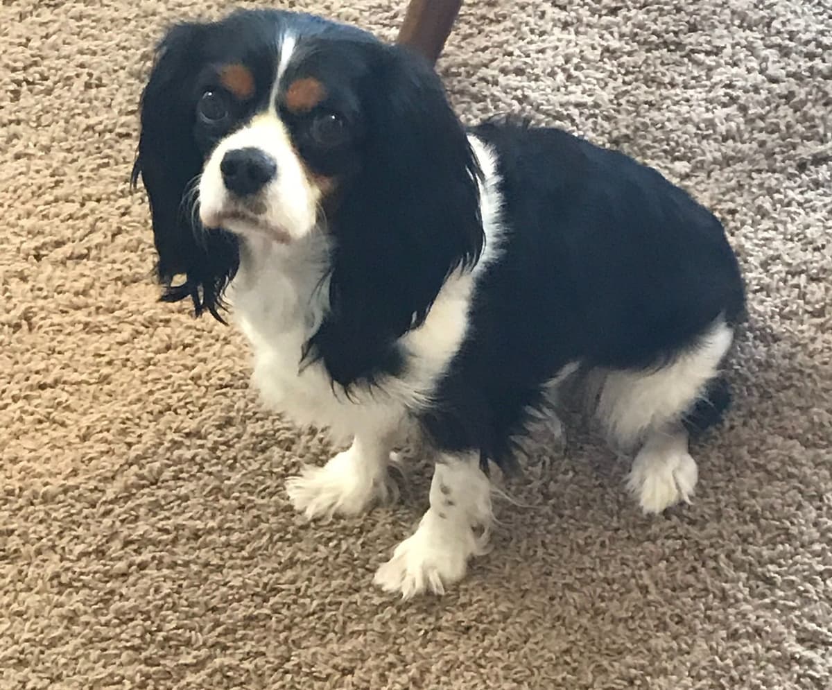 Cavalier King Charles Spaniel Puppies breeder image 11