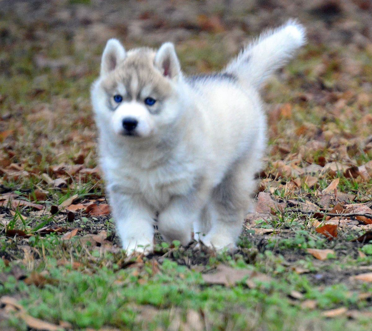 Shiba Inu Puppies breeder image 13