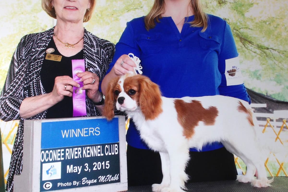 Cavalier King Charles Spaniel Puppies breeder image 6