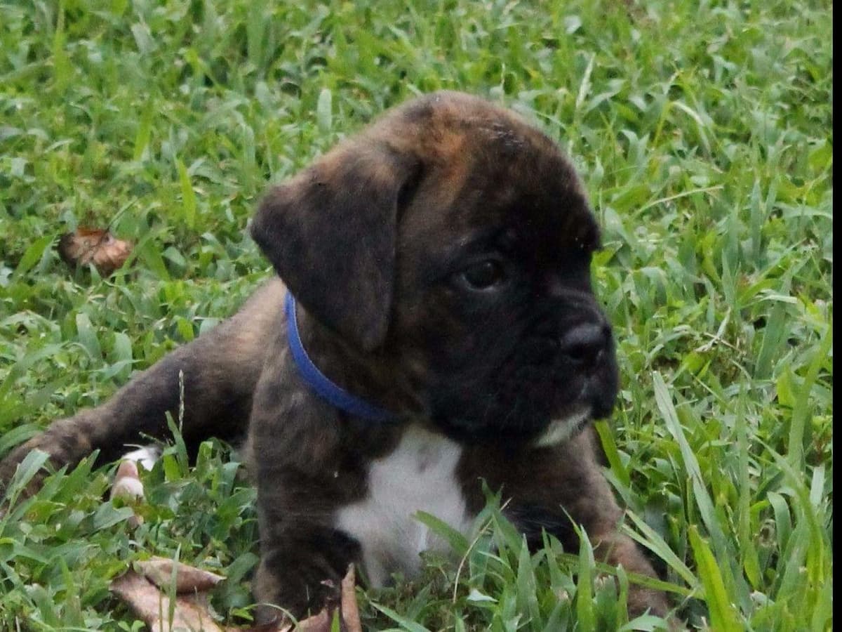 Hillbillie Boxers - Kimber/Rucus litter breeder image 1