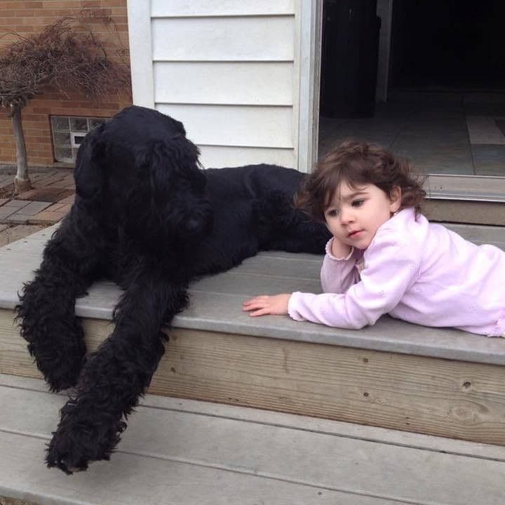 Giant Schnauzer Puppies --- Female Puppy Available breeder image 3