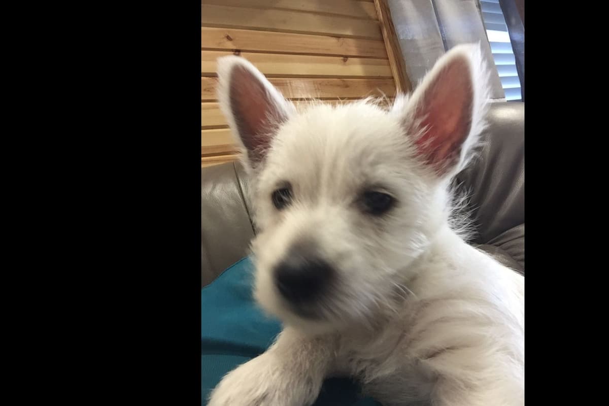 West Highland White Terrier Puppies breeder image 5