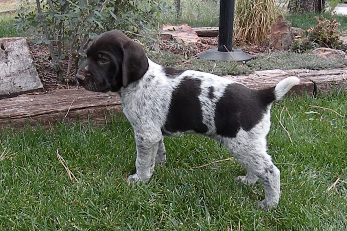 German Wirehaired Pointer Puppies breeder image 3