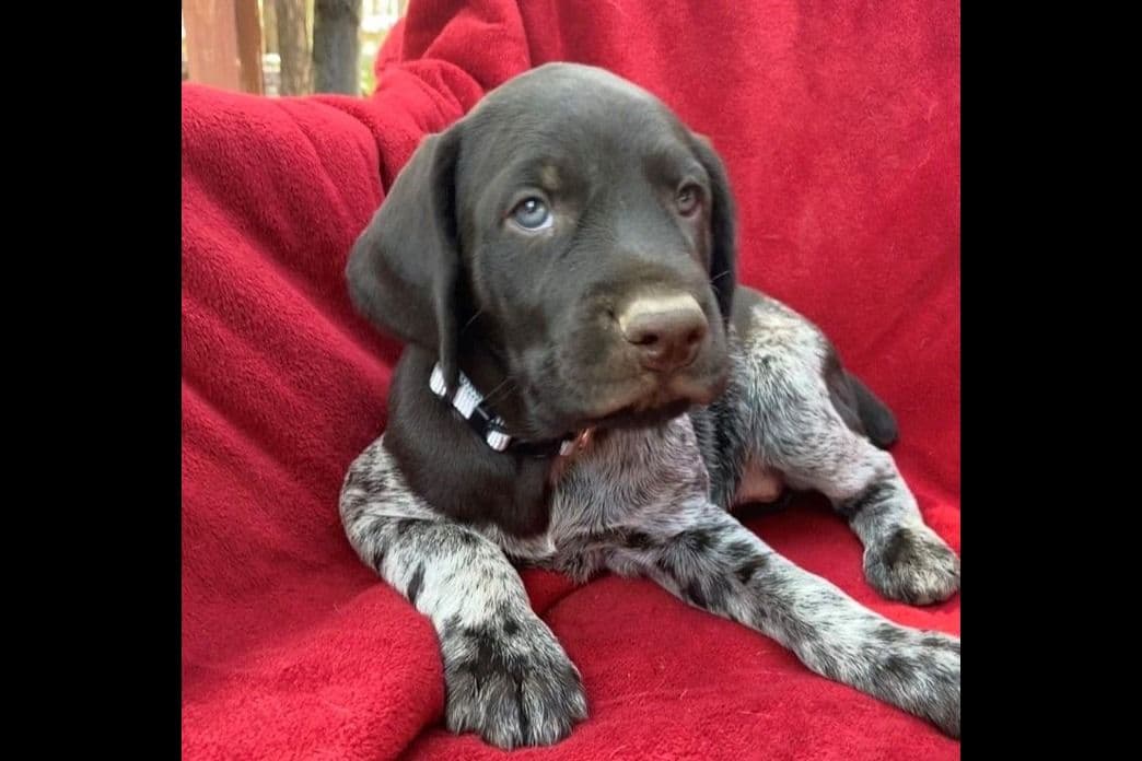German Wirehaired Pointer Puppies breeder image 7