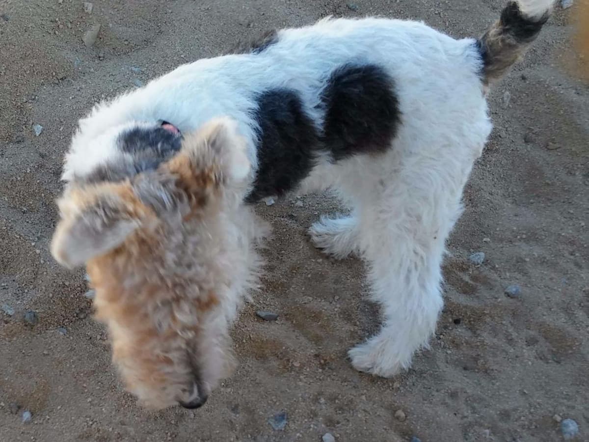 Wire Fox Terrier Puppies breeder image 10