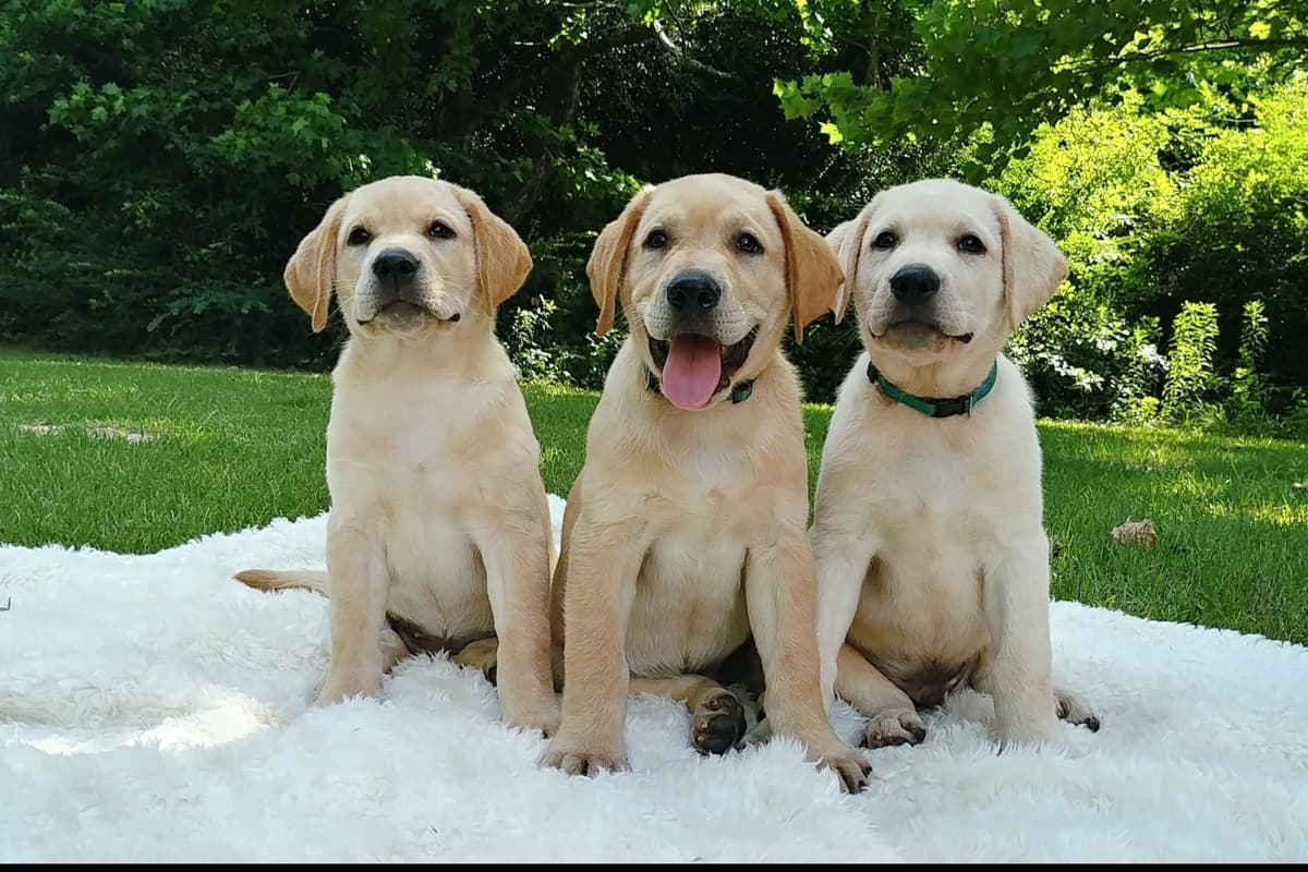 Labrador Retriever Puppies breeder image 3