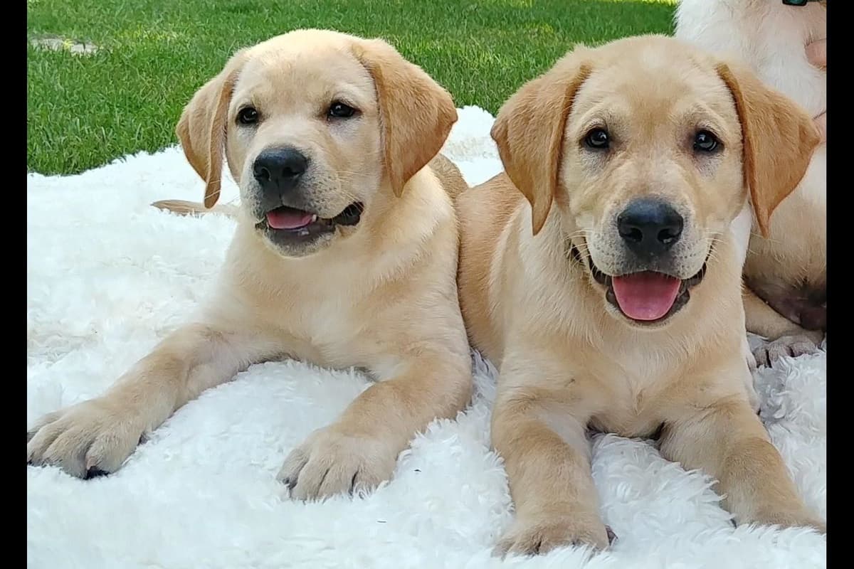 Labrador Retriever Puppies breeder image 11