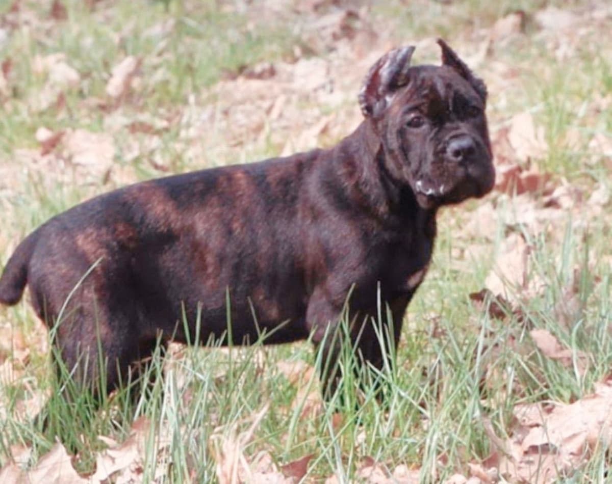 Cane Corso Puppies breeder image 20