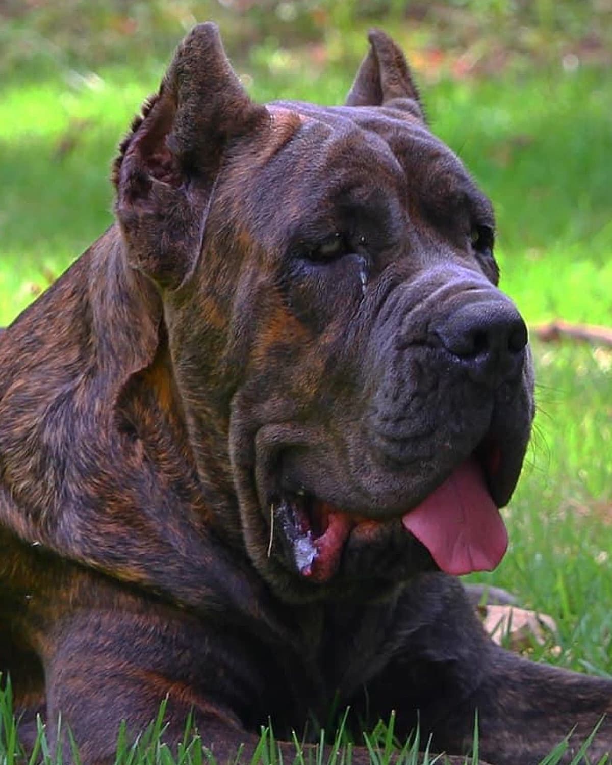 Cane Corso Puppies breeder image 1