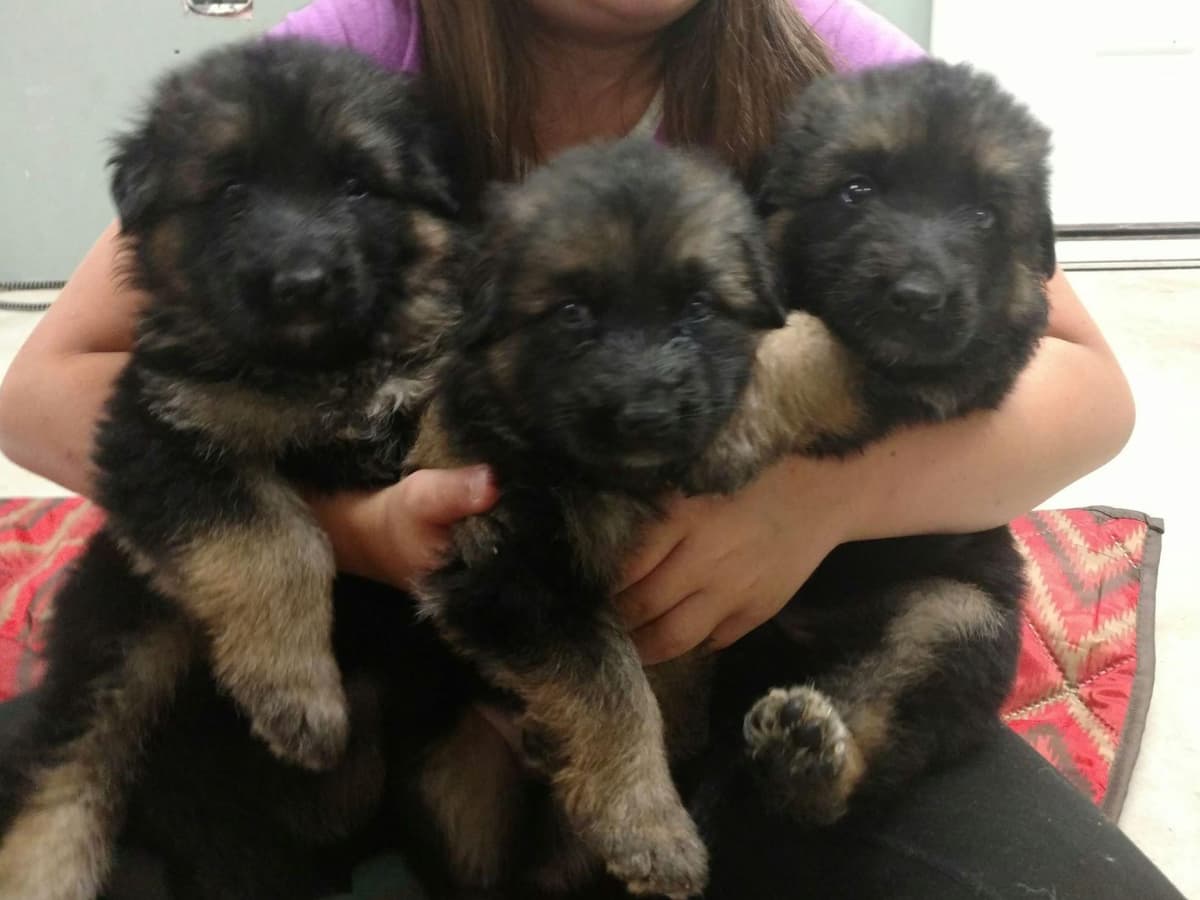 German Shepherd Dog Puppies breeder image 2