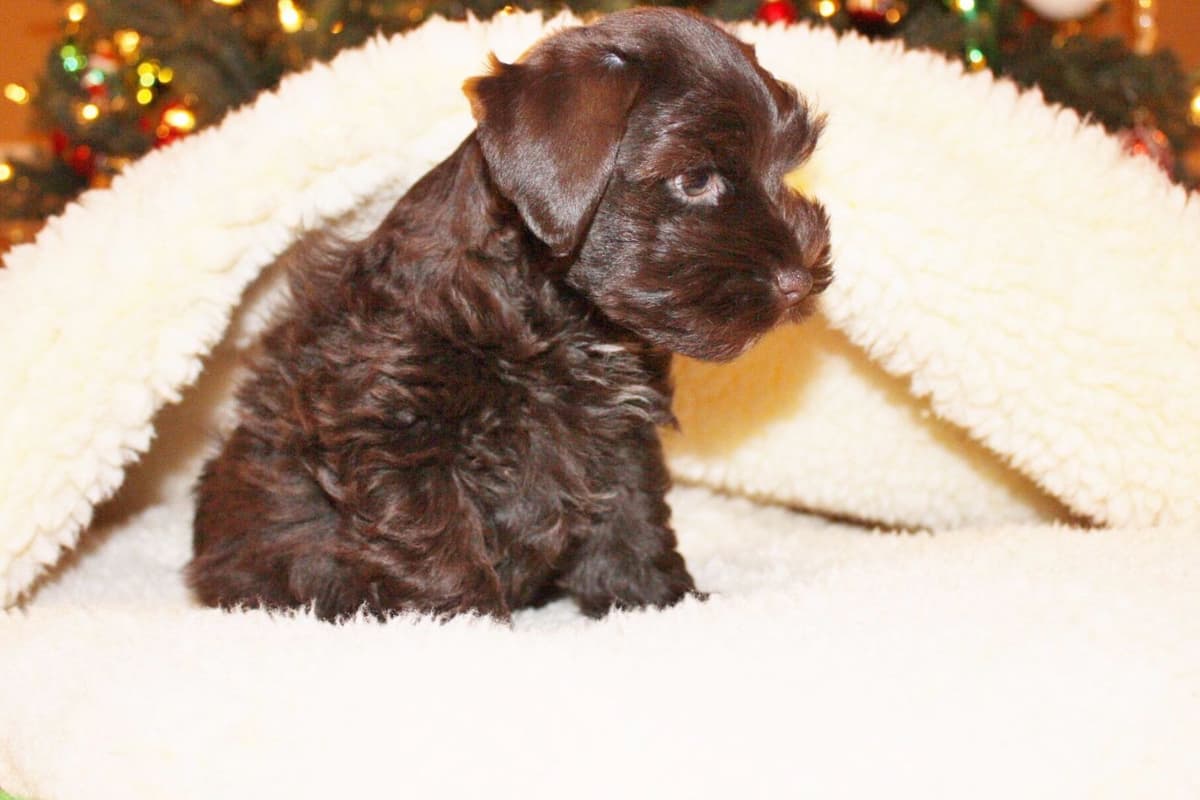 Miniature Schnauzer Puppies breeder image 4