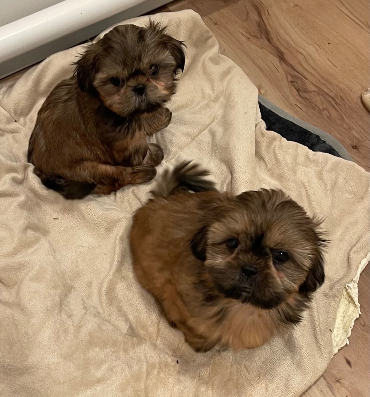 Shih Tzu Puppies breeder image 15