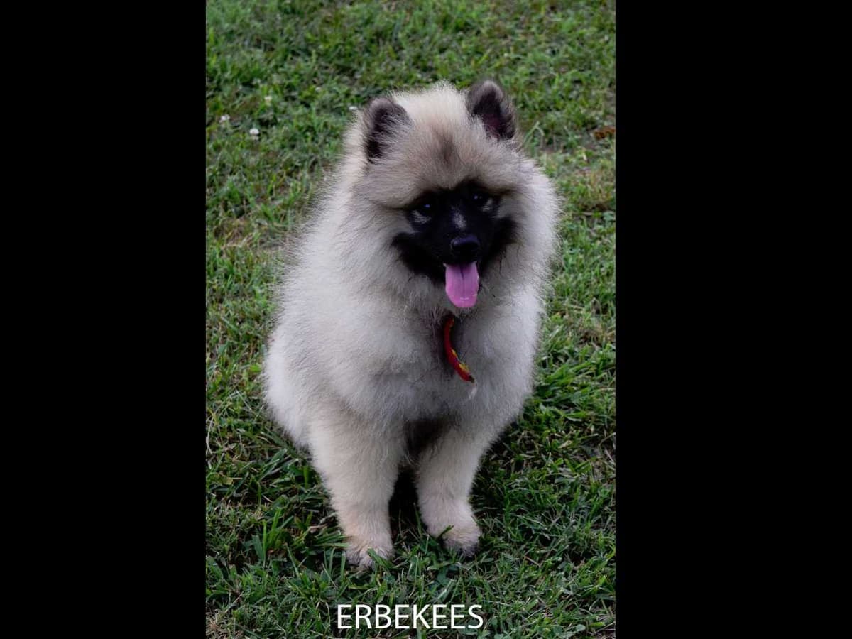 ERBEKEES breeder image 5