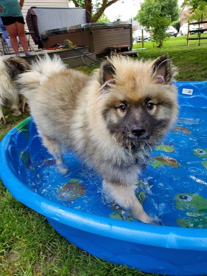 ERBEKEES breeder image 75