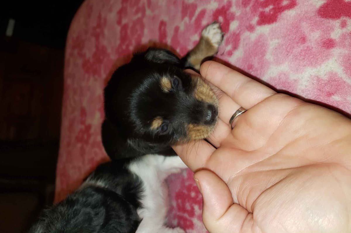 Dachshund Puppies breeder image 1