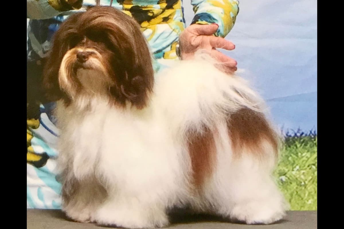Havanese Puppies breeder image 10