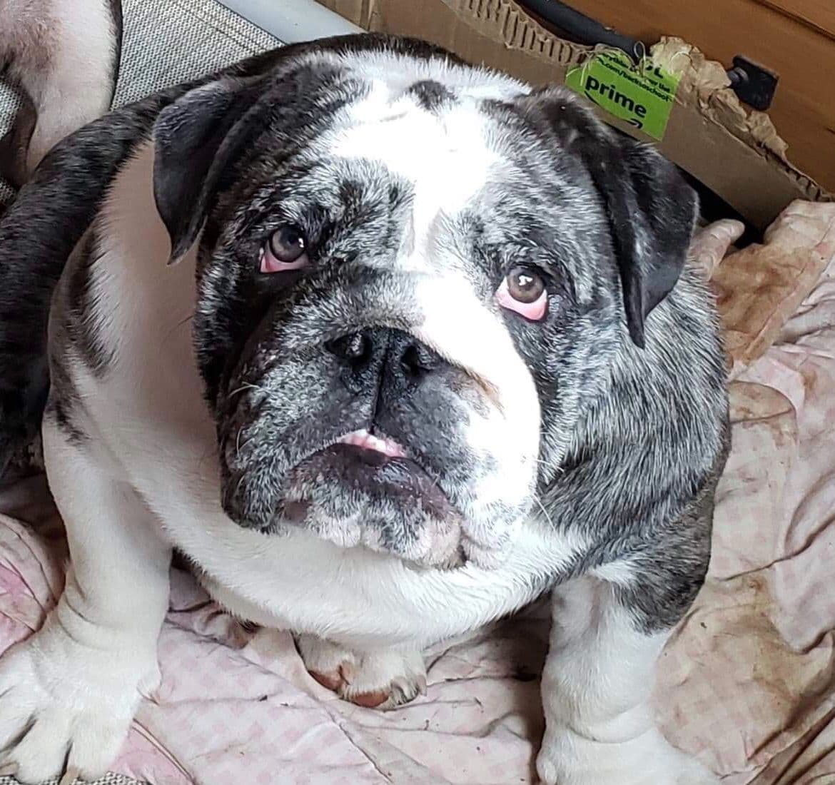 AKC Registered English Bulldog Puppies breeder image 12