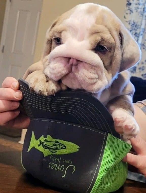 AKC Registered English Bulldog Puppies breeder image 21
