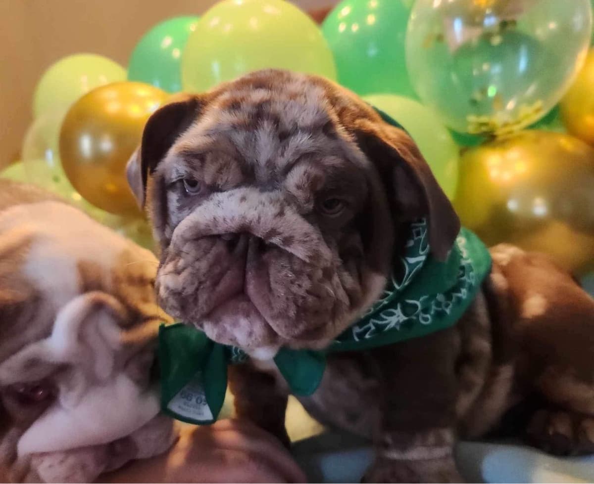 AKC Registered English Bulldog Puppies breeder image 23