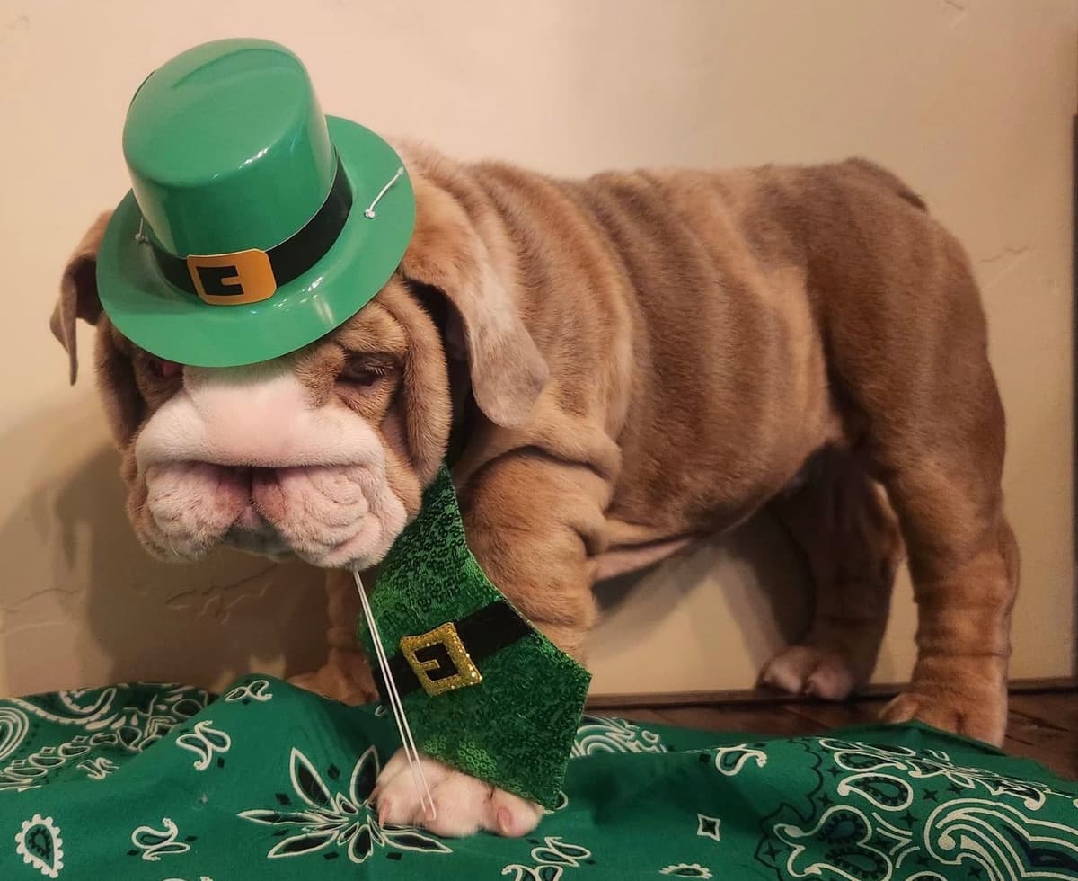 AKC Registered English Bulldog Puppies breeder image 26