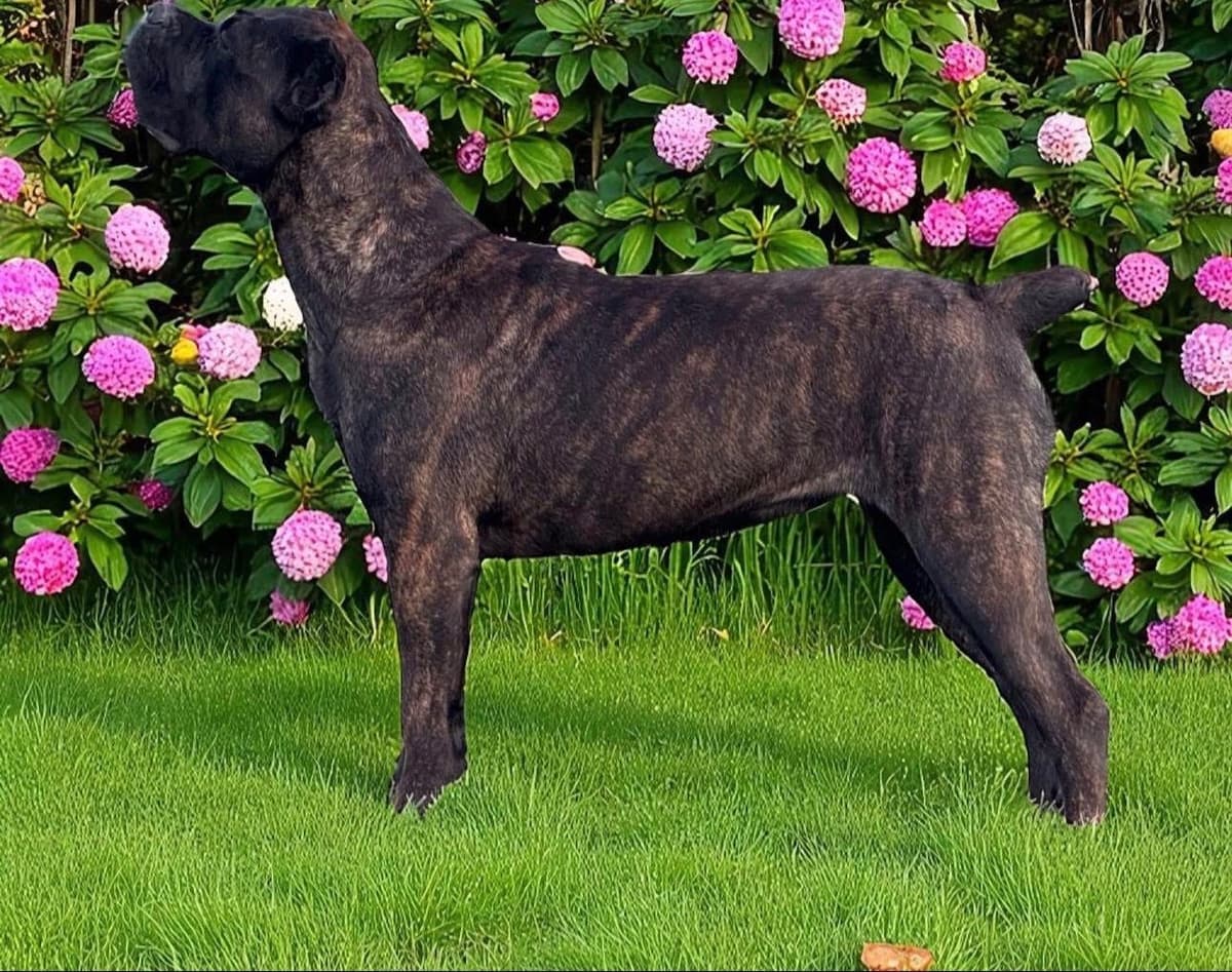 Cane Corso Puppies! breeder image 11