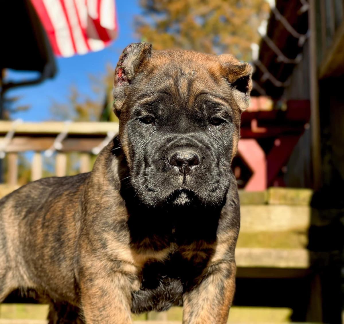Cane Corso Puppies! breeder image 12