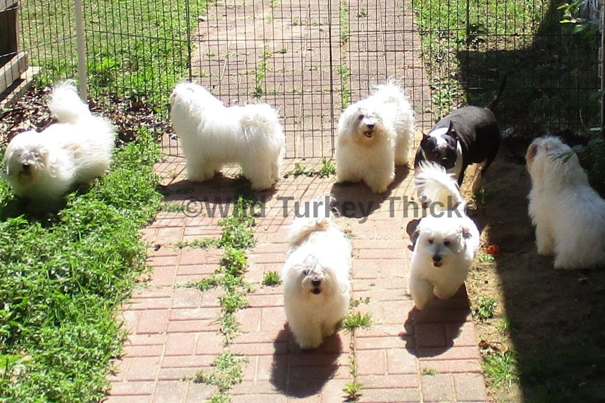 Coton de Tulear Puppies Grand Champion Parents breeder image 3