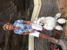 Poodle Puppies breeder image 13