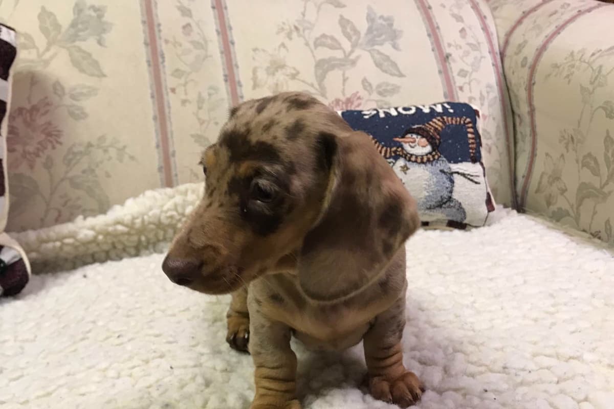 Poodle Puppies breeder image 19