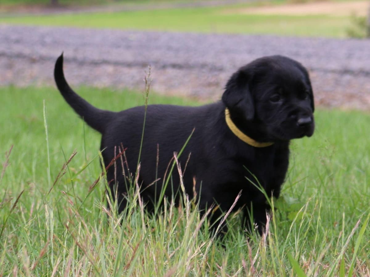 Exceptional Labrador Retriever Puppies breeder image 14