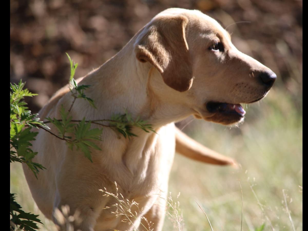 Exceptional Labrador Retriever Puppies breeder image 38