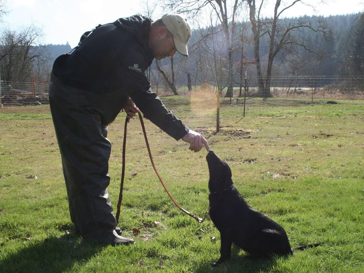 Exceptional Labrador Retriever Puppies breeder image 49