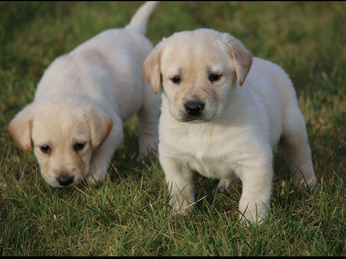 Exceptional Labrador Retriever Puppies breeder image 62