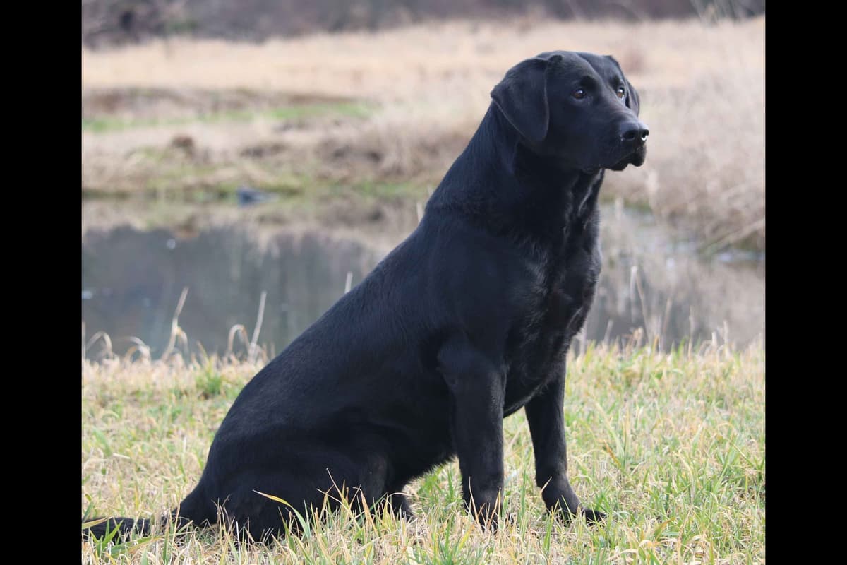 Exceptional Labrador Retriever Puppies breeder image 65